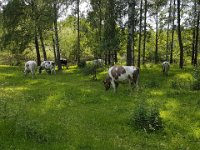 2017-06-19 15.46.56  Kossorna vid Isbladsskärret.